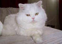 /album/tudosobrecachorrosegatos/gato-n-4-jpg/